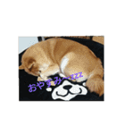 まめしばごん太（個別スタンプ：2）