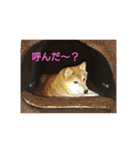 まめしばごん太（個別スタンプ：3）