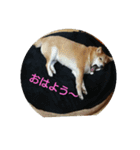まめしばごん太（個別スタンプ：8）