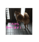 まめしばごん太（個別スタンプ：10）