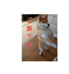 まめしばごん太（個別スタンプ：11）