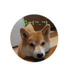 まめしばごん太（個別スタンプ：12）