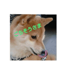 まめしばごん太（個別スタンプ：13）