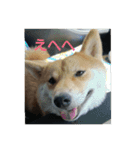 まめしばごん太（個別スタンプ：16）