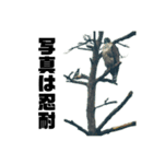 クマタカのスタンプ。#1（個別スタンプ：10）