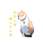 我が家の愛猫 vol.2（個別スタンプ：1）
