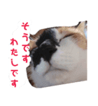 我が家の愛猫 vol.2（個別スタンプ：2）