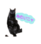 我が家の愛猫 vol.2（個別スタンプ：3）