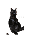 我が家の愛猫 vol.2（個別スタンプ：4）