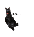 我が家の愛猫 vol.2（個別スタンプ：5）