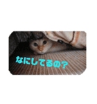 我が家の愛猫 vol.2（個別スタンプ：6）