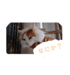我が家の愛猫 vol.2（個別スタンプ：7）