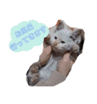 我が家の愛猫 vol.2（個別スタンプ：8）
