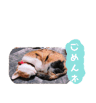 我が家の愛猫 vol.2（個別スタンプ：9）