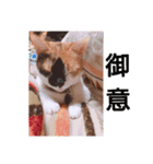 我が家の愛猫 vol.2（個別スタンプ：10）