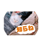 我が家の愛猫 vol.2（個別スタンプ：12）