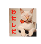 我が家の愛猫 vol.2（個別スタンプ：13）