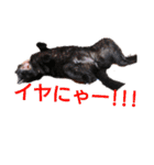 我が家の愛猫 vol.2（個別スタンプ：14）