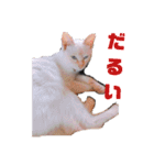 我が家の愛猫 vol.2（個別スタンプ：15）