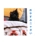 我が家の愛猫 vol.2（個別スタンプ：16）