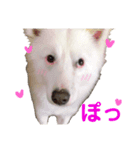 ひらいぽん①（個別スタンプ：3）