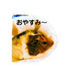 はづき ちゃん❤️  モル ♪（個別スタンプ：2）