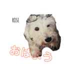 ROSEの日常スタンプ（個別スタンプ：8）