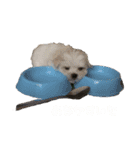 soyakiga スタンプ（個別スタンプ：15）