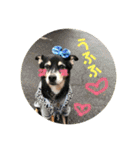 愛しのバボとルキ（mix犬とサルーキ）（個別スタンプ：3）