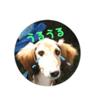 愛しのバボとルキ（mix犬とサルーキ）（個別スタンプ：4）