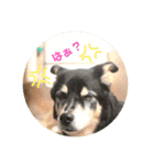 愛しのバボとルキ（mix犬とサルーキ）（個別スタンプ：5）