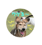 愛しのバボとルキ（mix犬とサルーキ）（個別スタンプ：7）