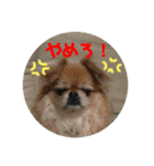 愛しのバボとルキ（mix犬とサルーキ）（個別スタンプ：13）