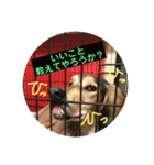 愛しのバボとルキ（mix犬とサルーキ）（個別スタンプ：18）