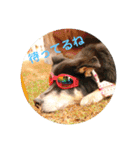 愛しのバボとルキ（mix犬とサルーキ）（個別スタンプ：20）