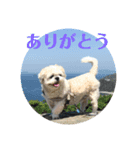 シーズーのコロ（個別スタンプ：1）