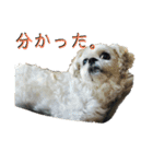 シーズーのコロ（個別スタンプ：2）