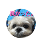 シーズーのコロ（個別スタンプ：4）
