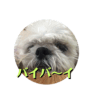 シーズーのコロ（個別スタンプ：5）