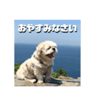 シーズーのコロ（個別スタンプ：6）
