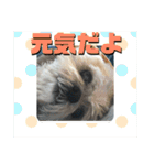 シーズーのコロ（個別スタンプ：8）