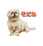 シーズーのコロ（個別スタンプ：11）