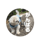 シーズーのコロ（個別スタンプ：13）