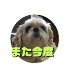 シーズーのコロ（個別スタンプ：16）