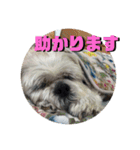 シーズーのコロ（個別スタンプ：17）
