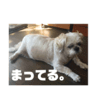 シーズーのコロ（個別スタンプ：20）