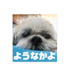 シーズーのコロ（個別スタンプ：21）