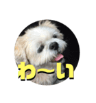 シーズーのコロ（個別スタンプ：22）