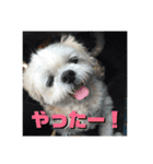 シーズーのコロ（個別スタンプ：23）