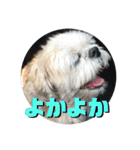 シーズーのコロ（個別スタンプ：24）